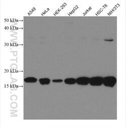 UBC9-Specific Mouse Monoclonal Antibody, Proteintech Unconjugated; 150