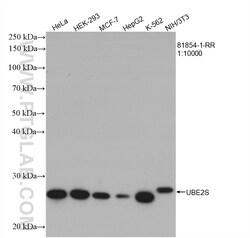 UBE2S Rabbit Recombinant Antibody, Proteintech Unconjugated; 20 &mu;L:Antibodies,