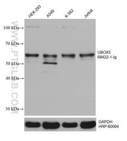 UBOX5 Mouse Monoclonal Antibody, Proteintech Unconjugated; 20 &mu;L:Antibodies,