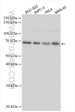 UBQLN4 Rabbit Polyclonal Antibody, Proteintech Unconjugated; 20 &mu;L:Antibodies,