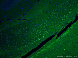 CoraLite Plus 488-conjugated UCH-L1/PGP9.5 Rabbit Polyclonal Antibody,