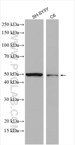 UGT2A1 Rabbit Polyclonal Antibody, Proteintech:Antibodies:Primary Antibodies