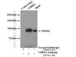 UHRF2 Rabbit Polyclonal Antibody, Proteintech 150 &mu;L | Buy Online | Proteintech | Fisher Scientific