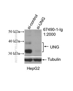 UNG Mouse Monoclonal Antibody, Proteintech Unconjugated; 150 &mu;L:Antibodies,