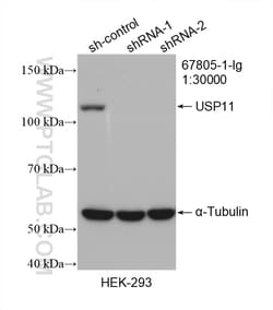 USP11 Mouse Monoclonal Antibody, Proteintech Unconjugated; 150 &mu;L:Antibodies,