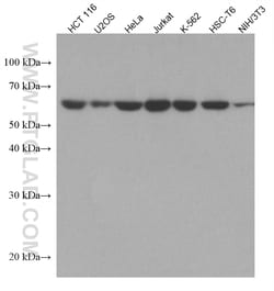 USP14 Mouse Monoclonal Antibody, Proteintech Unconjugated; 20 &mu;L:Antibodies,