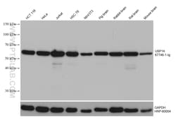 USP14 Mouse Monoclonal Antibody, Proteintech Unconjugated; 20 &mu;L:Antibodies,