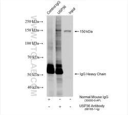 USP36 Mouse Monoclonal Antibody, Proteintech:Antibodies:Primary Antibodies