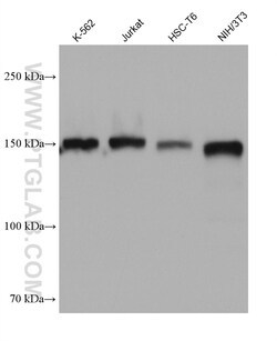 USP36 Mouse Monoclonal Antibody, Proteintech:Antibodies:Primary Antibodies