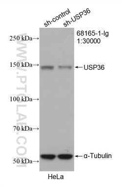 USP36 Mouse Monoclonal Antibody, Proteintech:Antibodies:Primary Antibodies