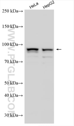 UVRAG Rabbit Polyclonal Antibody, Proteintech Unconjugated; 20 &mu;L:Antibodies,
