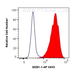 VAV3 Rabbit Polyclonal Antibody, Proteintech:Antibodies:Primary Antibodies