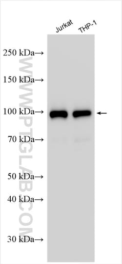 VAV3 Rabbit Polyclonal Antibody, Proteintech:Antibodies:Primary Antibodies