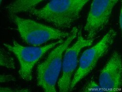 CoraLite Plus 488-conjugated VEGFA Rabbit Polyclonal Antibody, Proteintech