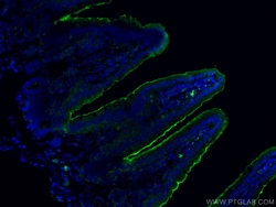 Villin like Rabbit Polyclonal Antibody, Proteintech Unconjugated; 150 &mu;L:Anticorps,