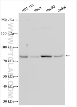 WDR43 Rabbit Polyclonal Antibody, Proteintech Unconjugated; 150 &mu;L:Antibodies,