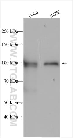 WDR47 Rabbit Polyclonal Antibody, Proteintech