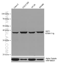 WIF1 Mouse Monoclonal Antibody, Proteintech Unconjugated; 150 &mu;L:Antibodies,