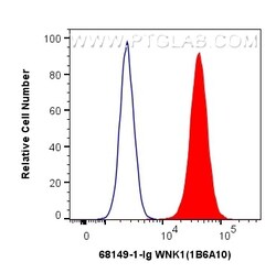 WNK1 Mouse Monoclonal Antibody, Proteintech Unconjugated; 20 &mu;L:Antibodies,