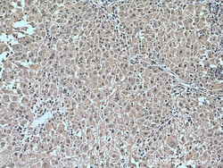 YWHAZ Mouse Monoclonal Antibody, Proteintech Unconjugated; 150 &mu;L:Antibodies,