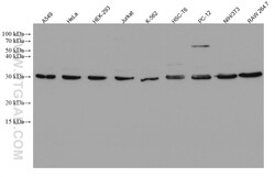 YWHAZ Mouse Monoclonal Antibody, Proteintech Unconjugated; 150 &mu;L:Antibodies,
