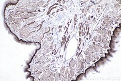 ZAK Rabbit Polyclonal Antibody, Proteintech Unconjugated; 20 &mu;L:Antibodies,