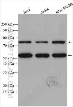 ZAK Rabbit Polyclonal Antibody, Proteintech Unconjugated; 20 &mu;L:Antibodies,