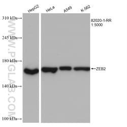 ZEB2 Rabbit Recombinant Antibody, Proteintech Unconjugated; 20 &mu;L:Antibodies,