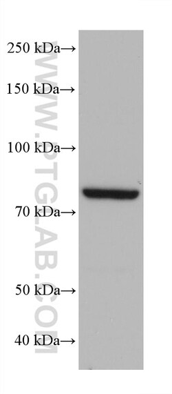 ZER1 Mouse Monoclonal Antibody, Proteintech Unconjugated; 20 &mu;L:Antibodies,