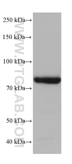 ZER1 Mouse Monoclonal Antibody, Proteintech Unconjugated; 20 &mu;L:Antibodies,
