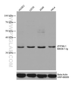 ZFP36L1 Mouse Monoclonal Antibody, Proteintech:Antibodies:Primary Antibodies