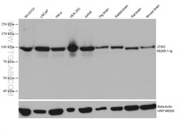 ZHX2 Mouse Monoclonal Antibody, Proteintech Unconjugated; 150 &mu;L:Antibodies,