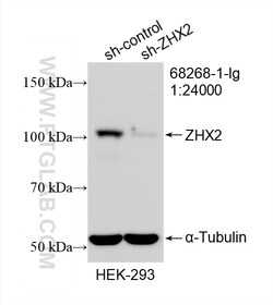 ZHX2 Mouse Monoclonal Antibody, Proteintech Unconjugated; 150 &mu;L:Antibodies,
