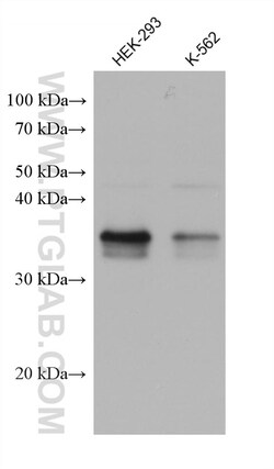 ZMAT3 Mouse Monoclonal Antibody, Proteintech Unconjugated; 150 &mu;L:Antibodies,