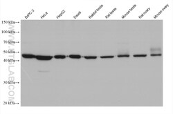 ZNF174 Mouse Monoclonal Antibody, Proteintech Unconjugated; 20 &mu;L:Antibodies,