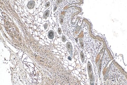 ZNF217 Mouse Monoclonal Antibody, Proteintech Unconjugated; 150 &mu;L:Antibodies,
