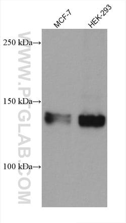 ZNF217 Mouse Monoclonal Antibody, Proteintech Unconjugated; 150 &mu;L:Antibodies,
