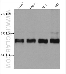 ZNF217 Mouse Monoclonal Antibody, Proteintech Unconjugated; 150 &mu;L:Antibodies,