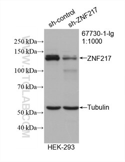 ZNF217 Mouse Monoclonal Antibody, Proteintech Unconjugated; 150 &mu;L:Antibodies,