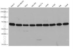 ZNF266 Mouse Monoclonal Antibody, Proteintech