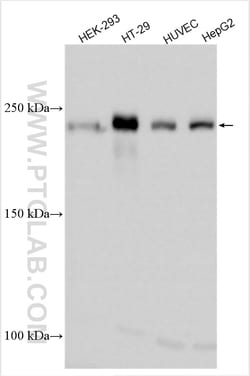 Proteintech ZO-1 Rabbit Polyclonal Antibody, Proteintech