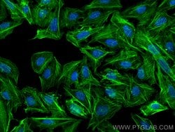 Beta Actin Rabbit anti-Human, Mouse, Pig, Rat, Clone: 4H1, Proteintech