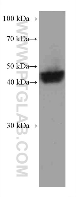 Nectin-4/PVRL4 Mouse Monoclonal Antibody, Proteintech Unconjugated; 150