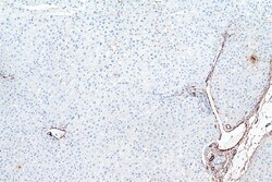 Alpha smooth muscle actin specific Mouse Monoclonal Antibody, Proteintech