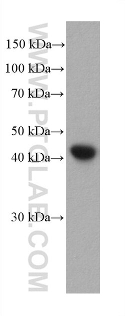 Alpha smooth muscle actin specific Mouse Monoclonal Antibody, Proteintech