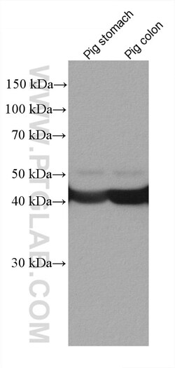 Alpha smooth muscle actin specific Mouse Monoclonal Antibody, Proteintech