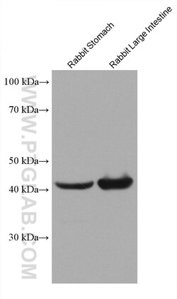 Alpha smooth muscle actin specific Mouse Monoclonal Antibody, Proteintech