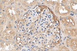 Biotin-conjugated t-Plasminogen activator/tPA Rabbit Polyclonal Antibody,