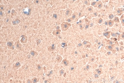 Biotin-conjugated t-Plasminogen activator/tPA Rabbit Polyclonal Antibody,