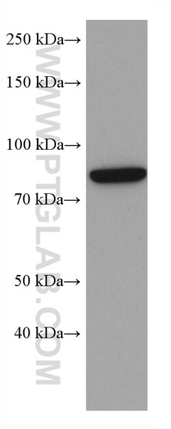 AATF Mouse Monoclonal Antibody, Proteintech:Antibodies:Primary Antibodies